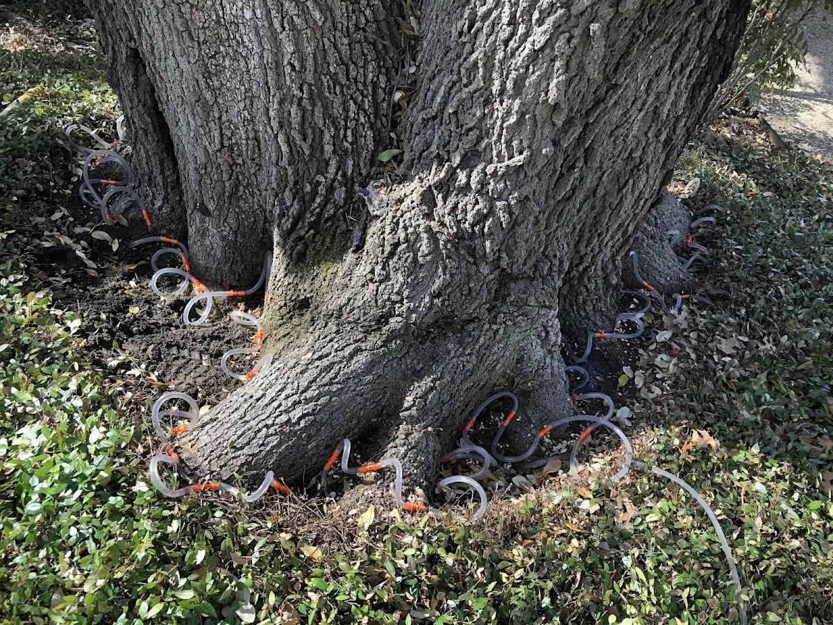 Detailed Tree Cabling and Bracing job site in Woodrow