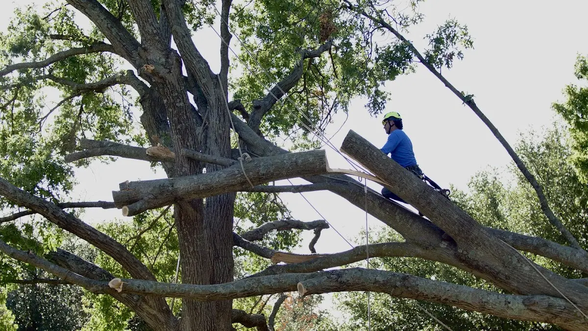 Professional Crown Thinning performed by certified arborists in Woodrow