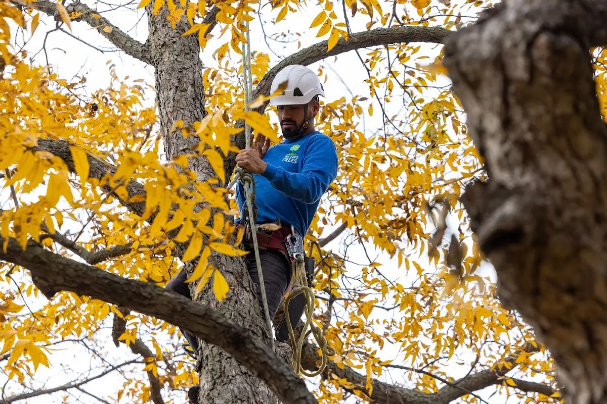 Skilled Tree Planing crew working in Woodrow